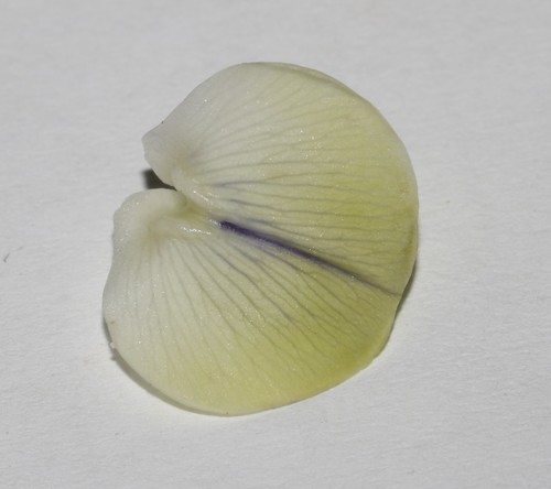 Image of Psoralea luteovirens by (c) Brian du Preez, some rights reserved (CC BY-SA)