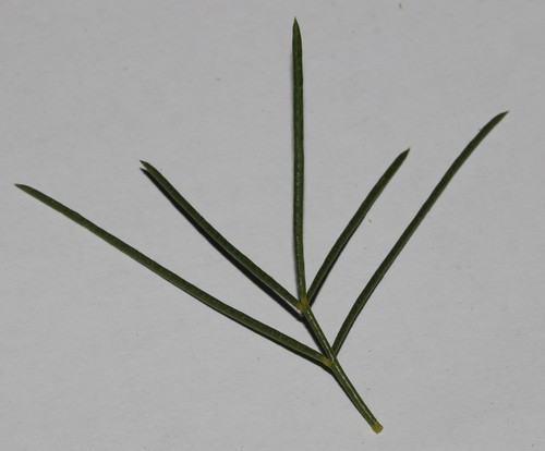 Image of Psoralea luteovirens by (c) Brian du Preez, some rights reserved (CC BY-SA)