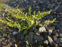 Nonea versicolor