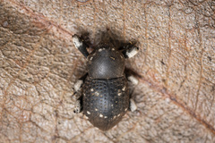 Anomocerus coquereli