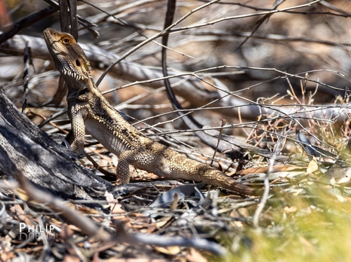 Central Bearded Dragon
