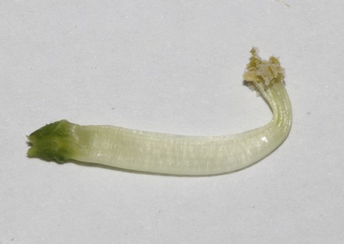 Image of Psoralea luteovirens by (c) Brian du Preez, some rights reserved (CC BY-SA)