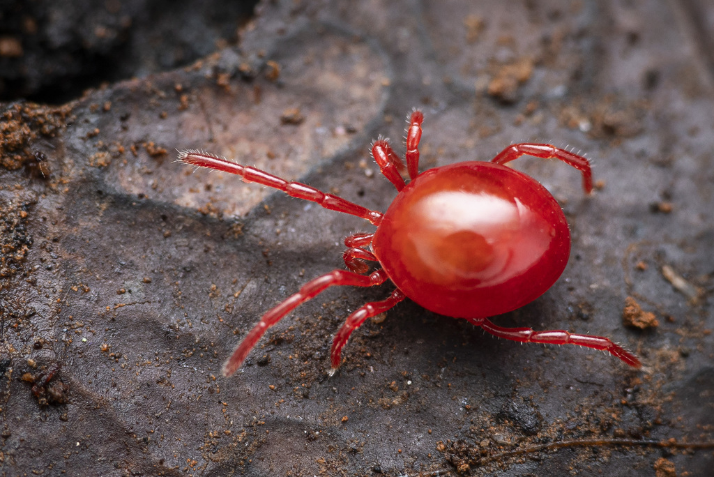 Holothyridae