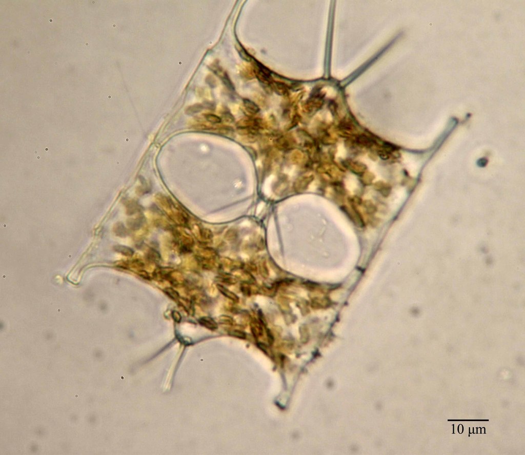 Hobaniella longicruris