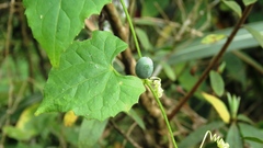 Zehneria