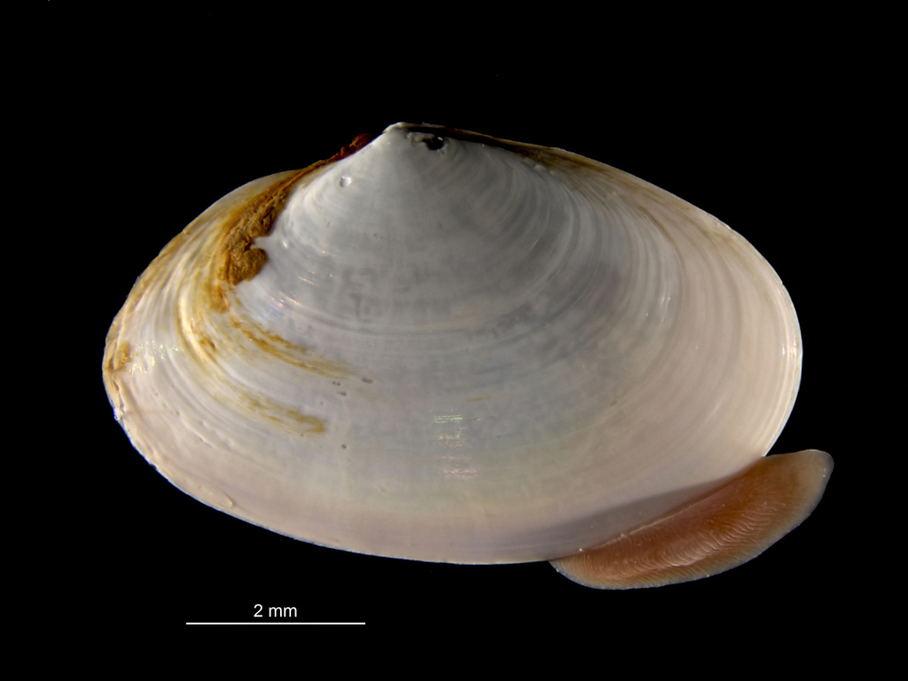 Glossy Furrow-shell