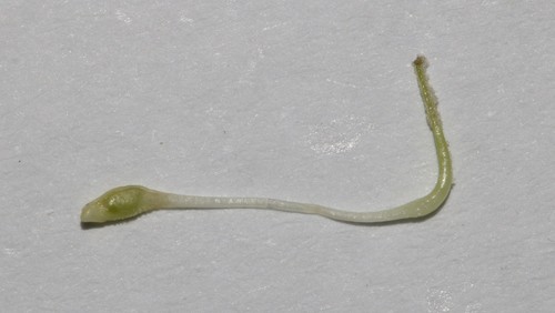 Image of Psoralea luteovirens by (c) Brian du Preez, some rights reserved (CC BY-SA)