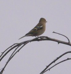 Fringilla coelebs coelebs