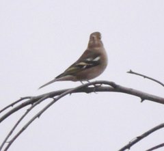 Fringilla coelebs coelebs