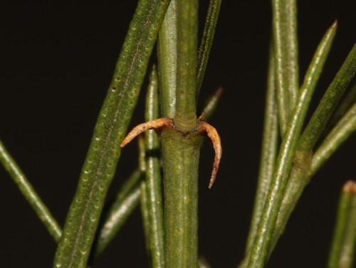 Image of Psoralea luteovirens by (c) Brian du Preez, some rights reserved (CC BY-SA)