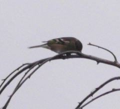 Fringilla coelebs coelebs