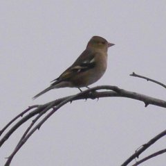 Fringilla coelebs coelebs