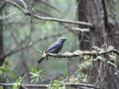 Coracina caesia caesia