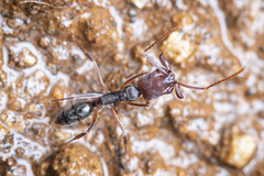 Odontomachus simillimus