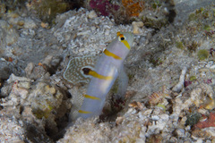 Amblyeleotris randalli