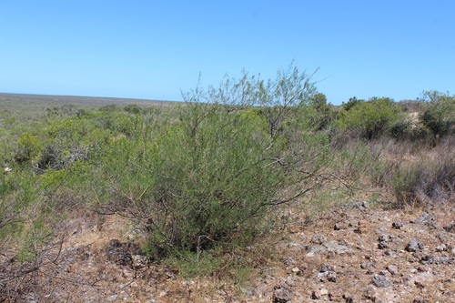 Image of Psoralea luteovirens by (c) Brian du Preez, some rights reserved (CC BY-SA)