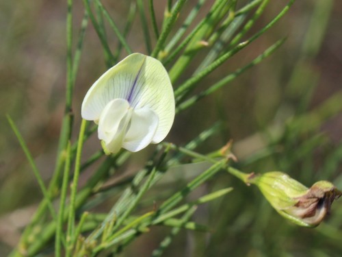 Yellowgreen Fountainbush (Psoralea luteovirens)