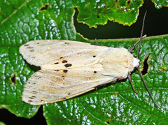 Spilarctia seriatopunctata