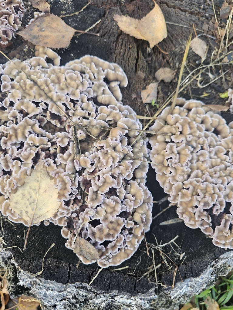 Chondrostereum purpureum · November 2025 · photo: © emilvus (iNaturalist, cc-by)