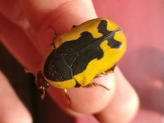 Pachnoda ephippiata francoisi