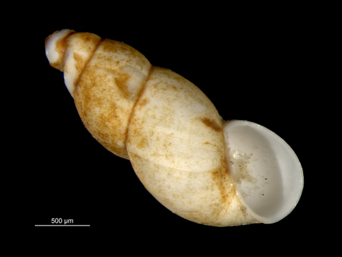 Hyala vitrea observed 2018-06-04