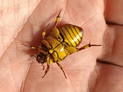 Pachnoda ephippiata francoisi