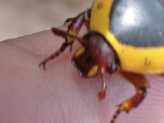 Pachnoda ephippiata francoisi