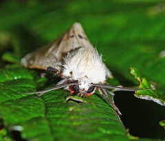 Spilarctia seriatopunctata
