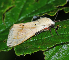Spilarctia seriatopunctata