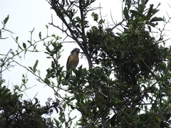 Telophorus olivaceus