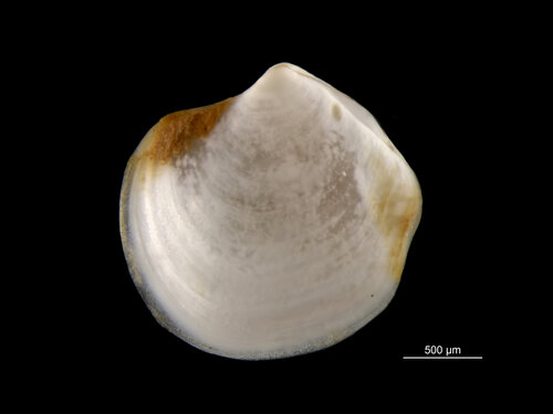 Thyasira sarsii, 2019-10-30