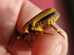 Pachnoda ephippiata francoisi