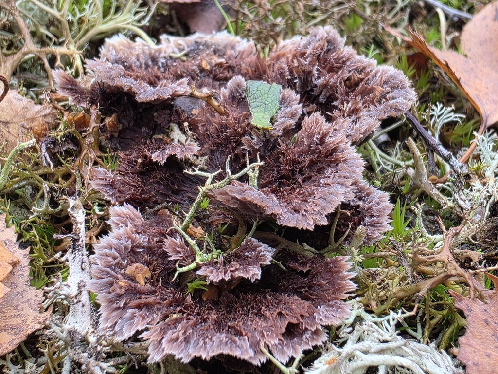 Thelephora terrestris · November 2025 · photo: © fungaryum (iNaturalist, cc0)