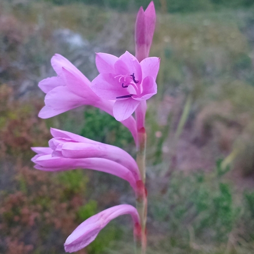 Pink Gardenroute Watsonia (Watsonia knysnana)