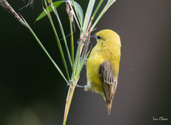 Yellow Penduline Tit photo 2