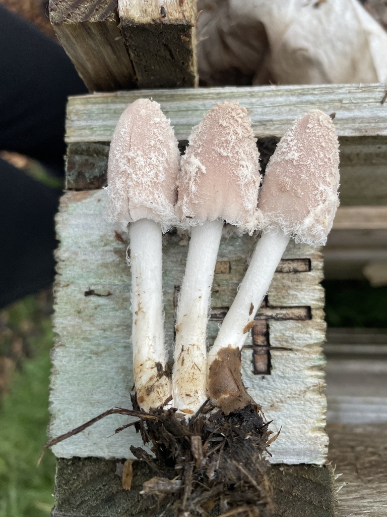 Coprinopsis pseudonivea · November 2025 · photo: © henrymillerplants (iNaturalist, cc-by)