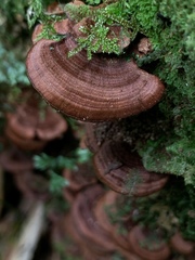 Hymenochaete microcycla