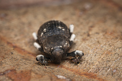 Anomocerus coquereli