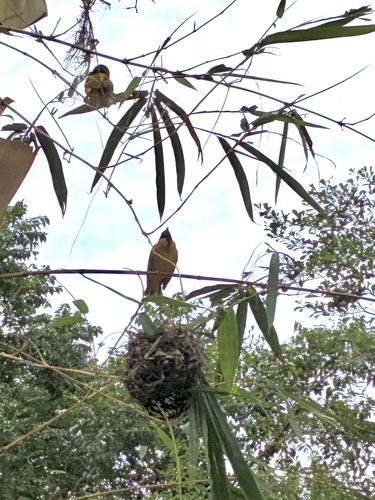 Village Weaver