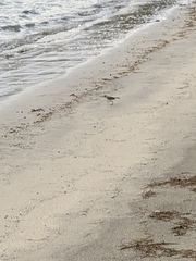 Charadrius semipalmatus