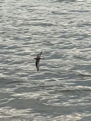 Charadrius semipalmatus