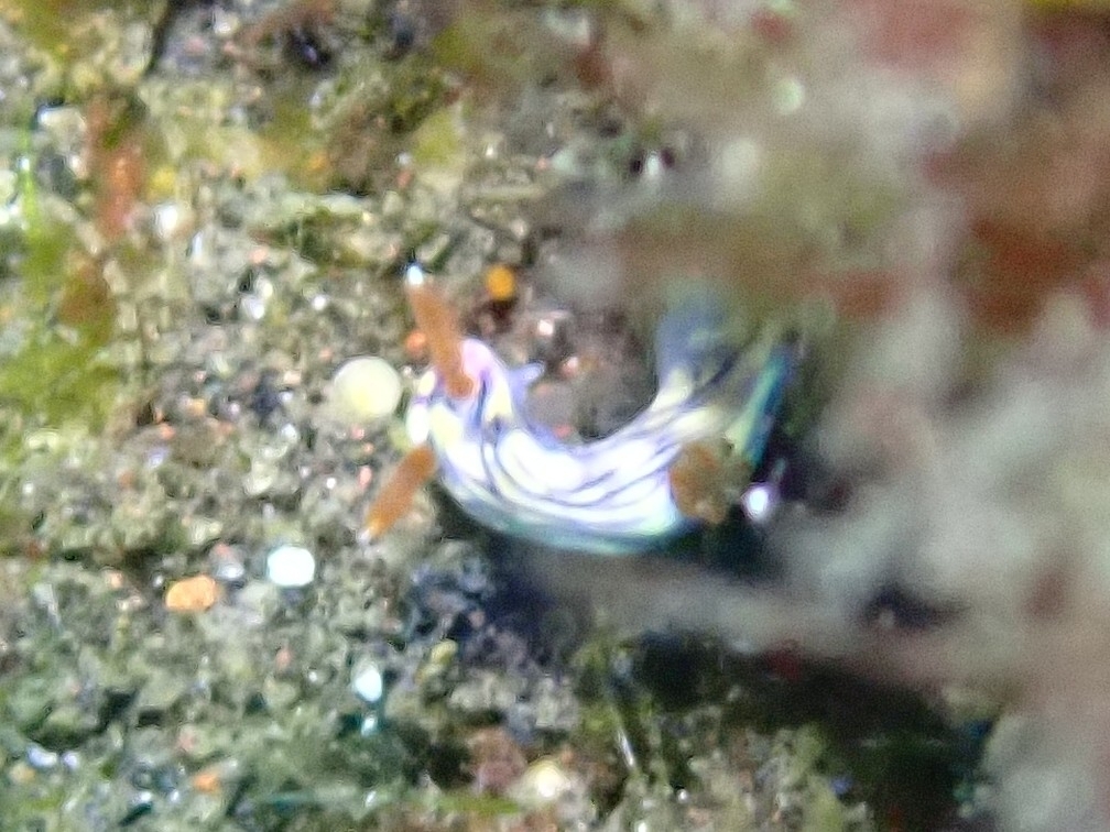 Zephyr Hypselodoris
