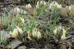 Astragalus macrotropis
