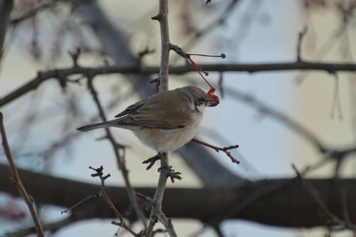 Lesser Whitethroat (Curruca curruca), photo 8