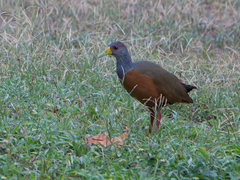 Aramides cajaneus