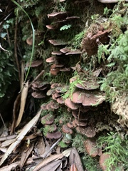 Hymenochaete microcycla