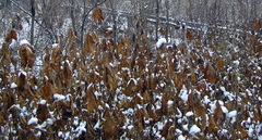 Filipendula camtschatica