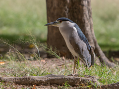 Nycticorax nycticorax
