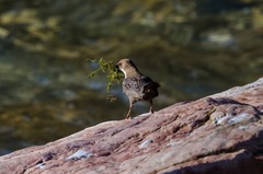 Cinclus cinclus aquaticus