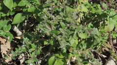 Thyrocarpus sampsonii